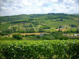 Colline Monferrato