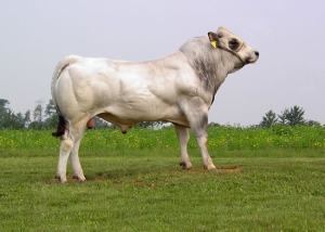 Vacca razza-piemontese