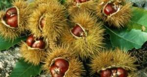 Castagne.jpg_415368877