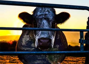 COWSPIRACY