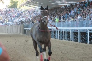 Cavallo Palio Asti