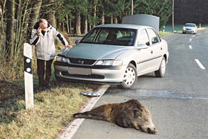 Auto cinghiale