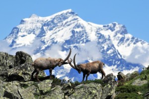 Stambecchi-con-sfondo-GranParadiso