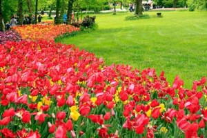messer_tulipano