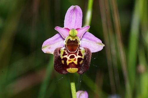 Copia di A Pecetto di Valenza il 3° Festival delle Orchidee selvatiche CorriereAl 3