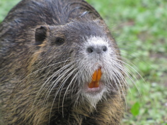 Lo sterminio delle nutrie è davvero un male necessario? CorriereAl