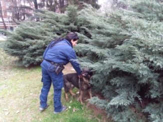 Fox cane antidroga scopre un etto di hashish ai giardini pubblici di Alessandria CorriereAl
