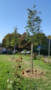 Penna e Bovone sugli “alberi mancanti” nei viali di Alessandria: una “mozione” verde a Palazzo Rosso CorriereAl 2