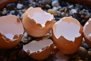 Il mistero del guscio (rotto) dell'uovo in strada [Il Superstite 338] CorriereAl