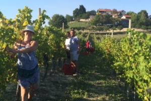 Agosto, il mese della vendemmia! Coscia (Camera di Commercio): "I mercati premiano la qualità crescente dei nostri vini" CorriereAl 1