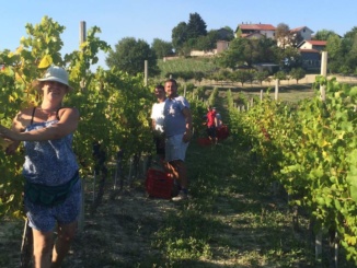 Agosto, il mese della vendemmia! Coscia (Camera di Commercio): "I mercati premiano la qualità crescente dei nostri vini" CorriereAl 1