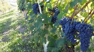 Agosto, il mese della vendemmia! Coscia (Camera di Commercio): "I mercati premiano la qualità crescente dei nostri vini" CorriereAl