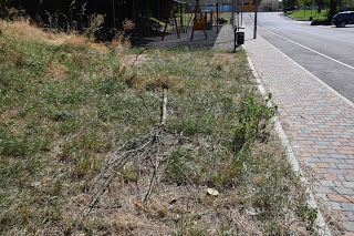 Vandali abbattono 5 piante nella strada della clinica, un delitto contro la natura CorriereAl