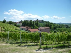 Cà del Bric: “I nostri vini Bio raccontano il Monferrato ovadese senza trucchi….e senza solfiti” CorriereAl 3
