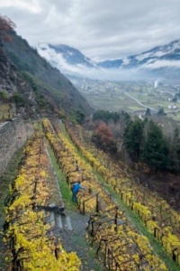 Valle d’Aosta: Il grande vino di una piccola Regione [Abbecedario del gusto] CorriereAl