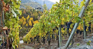 Valle d’Aosta: Il grande vino di una piccola Regione [Abbecedario del gusto] CorriereAl 2