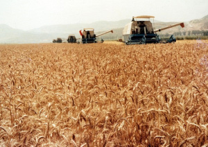 La guerra del grano, l’Europa, la pasta e il ricorso ‘alessandrino’ [Centosessantacaratteri] CorriereAl