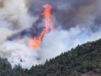 Forza Italia: "Contro gli incendi serve politica di prevenzione" CorriereAl
