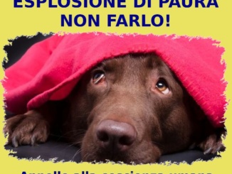 "Botti, no grazie!" al via la campagna dell'assessorato al Welfare Animale del Comune di Alessandria CorriereAl